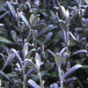 Corokia x virgata 'Frosted Chocolate'
